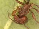 Harvester ant Pogonomyrmex barbatus and braconid Leiophron uniformis