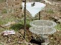 portable fraction collector to monitor bark beetle arrival to pheromone