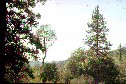 Digger (left, background) and ponderosa pine (right) in California