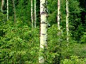 forest of birch (Betula pendula and B. pubescens) and Norway spruce (Picea abies), Torsby, Sweden