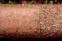Spacing apart of Pityogenes chalcographus and Ips typographus attacks on Norway spruce