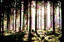 Norway spruce (Picea abies) forest, V�rmland, Sweden