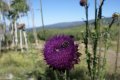 Bee species on Canada thistle flower in western Colorado