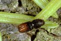 Male Pityogenes chalcographus looking for place to bore into bark of Norway spruce