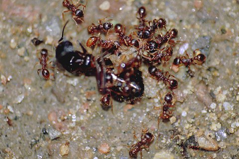 red ant queen