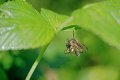 Empididae ?