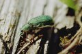 Phyllobius