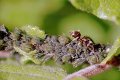 Lasius ant+aphids