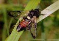 Cimbicidae