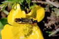 Hemiptera: ?
