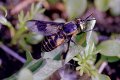 Chrysops relictus