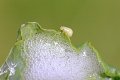 Homoptera: Cercopidae