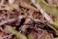 Orthoptera: Tetrigidae