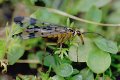 Mecoptera: scorpion flies