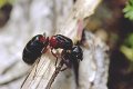 Horse ant queen