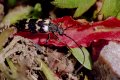 Leptura quadrifasciata