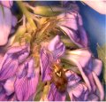 Antiaphrodisiac in male Lygus bugs renders females unattractive