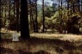 ponderosa pine forest near Oakhurst, California