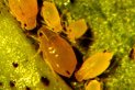 cotton aphids on cotton