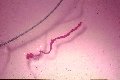 Ips paraconfusus hindgut vs. blue sewing thread