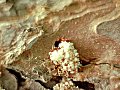 boring dust (frass) from entrance hole of Ips paraconfusus in ponderosa pine