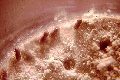 Ips paraconfusus on synthetic diet