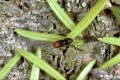 Pityogenes chalcographus on Norway spruce bark (with young needles)
