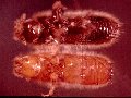 mature and callow Ips paraconfusus