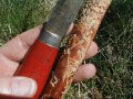 Gallery scourings of Pityogenes bidentatus on Scotch pine wood