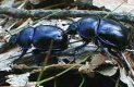 Geotrupes male/female