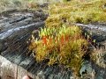 Mosses on Scotch pine stump