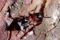 Clerid beetle, Thanasimus formicarius, on pine bark
