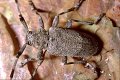 Long-horned cerambycid beetle