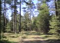 Scotch pine forest near Sj�bo, Sweden