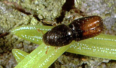 Pityogenes chalcographus on Norway spruce bark/young needles