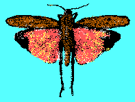 Taxokey: grasshopper