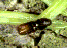 Pityogenes chalcographus