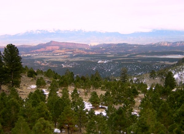 Monoterpene diversity in ponderosa pine