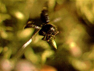 Ips typographus with open wings about to fly