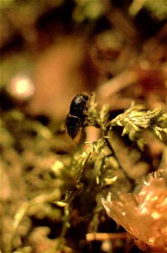 Ips typographus in forest duff