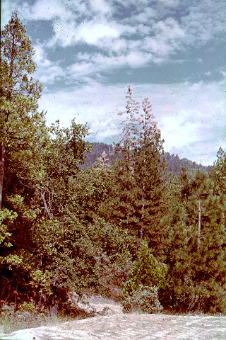 Top kill of ponderosa pines by <I>Ips paraconfusus</I> in California