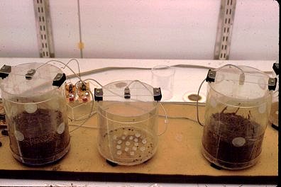 Flight chambers, with duff or bare floor with take-off platforms (small plastic cubes)