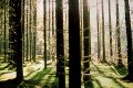 Norway spruce in V�rmland, Sweden