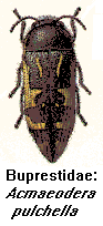 Buprestidae