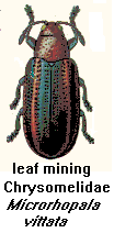 Leaf mining Chrysomelidae