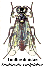 Tenthredinidae