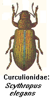 Curculionidae