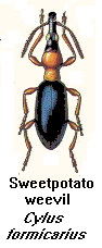 Curculionidae