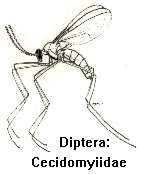 Cecidomyiidae