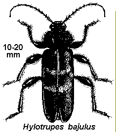 Hulotrupes bajulus L.